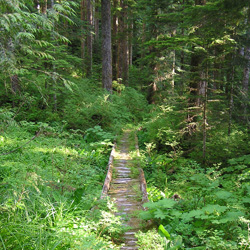 Upper Bogachiel River Trail