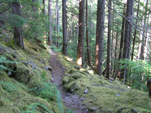 A dirt trail traverses a mossy slope in the forest.