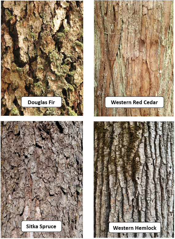 This photo is a comparison of four coniferous tree types (Douglas Fir, Western Red Cedar, Sitka Spruce, and Western Hemlock).