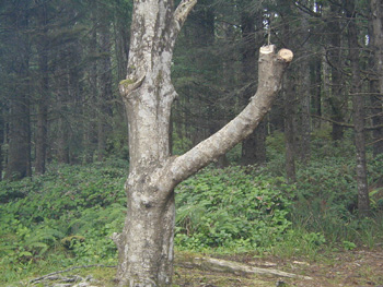 A tree that was illegally cut by campers for firewood.