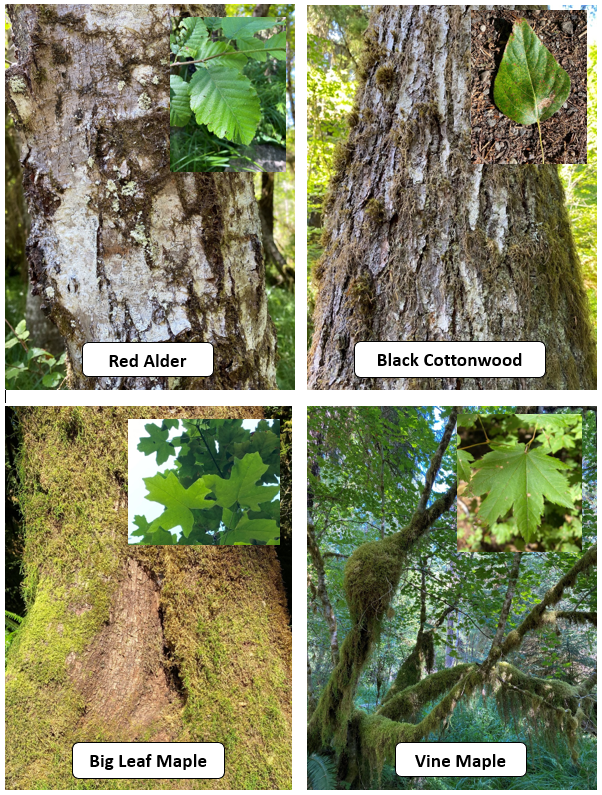 A group of photos comparing the bark and leaves of four common deciduous trees of the Hoh Rainforest. Red Alder and Black Cottonwood are on top and Big Leaf Maple and Vine Maple are on the bottom.
