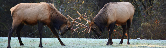 Two bull elk lock antlers in a frosty meadow.