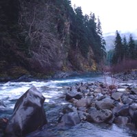A blue river flowing through a forested valley with conifers up to its banks, and wet river rocks in the foreground.
