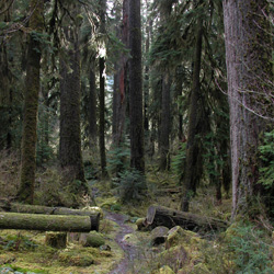 The Hoh River trail.