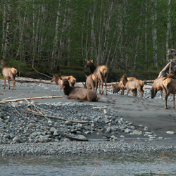 Roosevelt Elk beside the Hoh River.