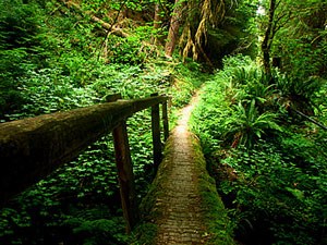 A log bridge crosses a ravine in Quinault Rainforest.
