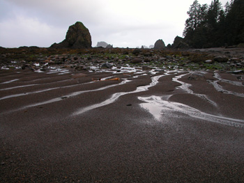 The coastal intertidal zone at low tide.