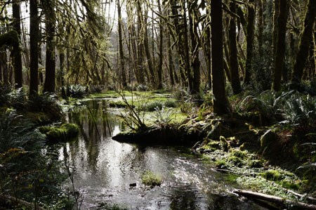 Stream reflections in the Quinault Rain Forest.