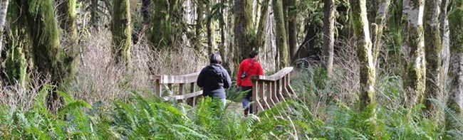 Two people crossing a bridge in the rain forest