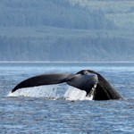 A whale splashed their tale off Olympic Coast.