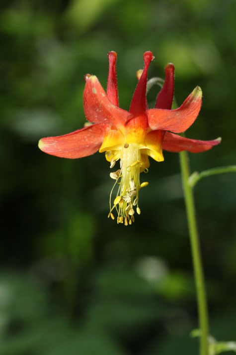 The Western Columbine (Aquilegia formosa), a flower that can be found at Oregon Caves.