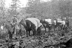 Miners and Pack Mules