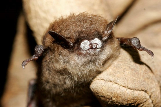 Close-up of white-nose infected bat