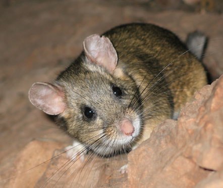 Bushy Tailed Wood Rat - Oregon Caves National Monument & Preserve (U.S ...