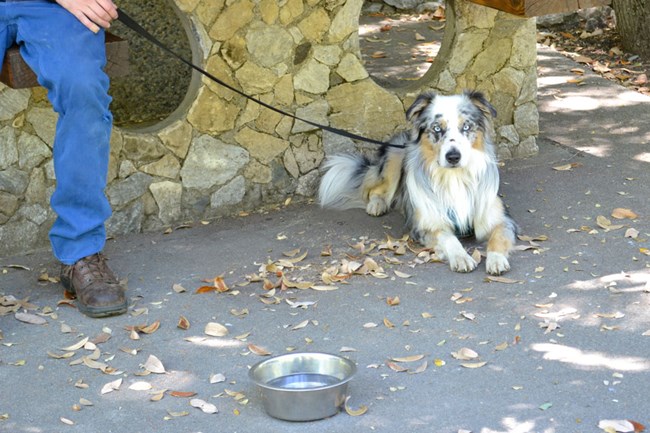 A dog sitting underneath a stone picnic table on a leash next to a bowl of water.
