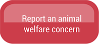 Click to report an animal welfare concern