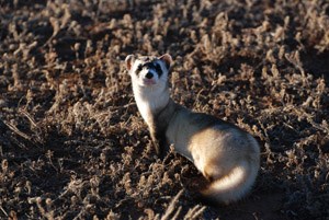 A blackfooted ferret looks at the camera over its shoulder