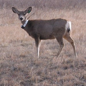 A collared deer looks on while standing in a field