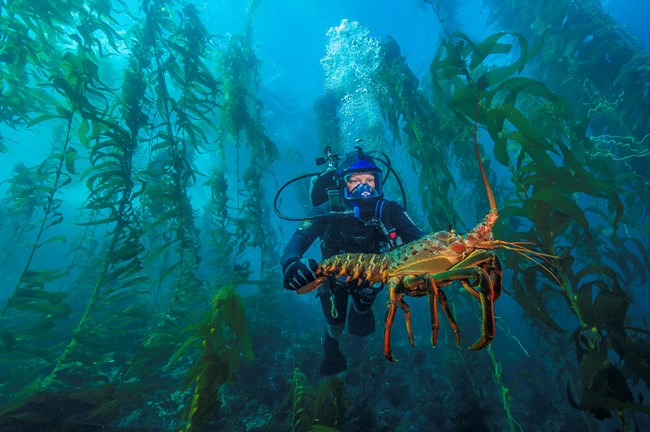 Scuba diver holds a large lobster underwater