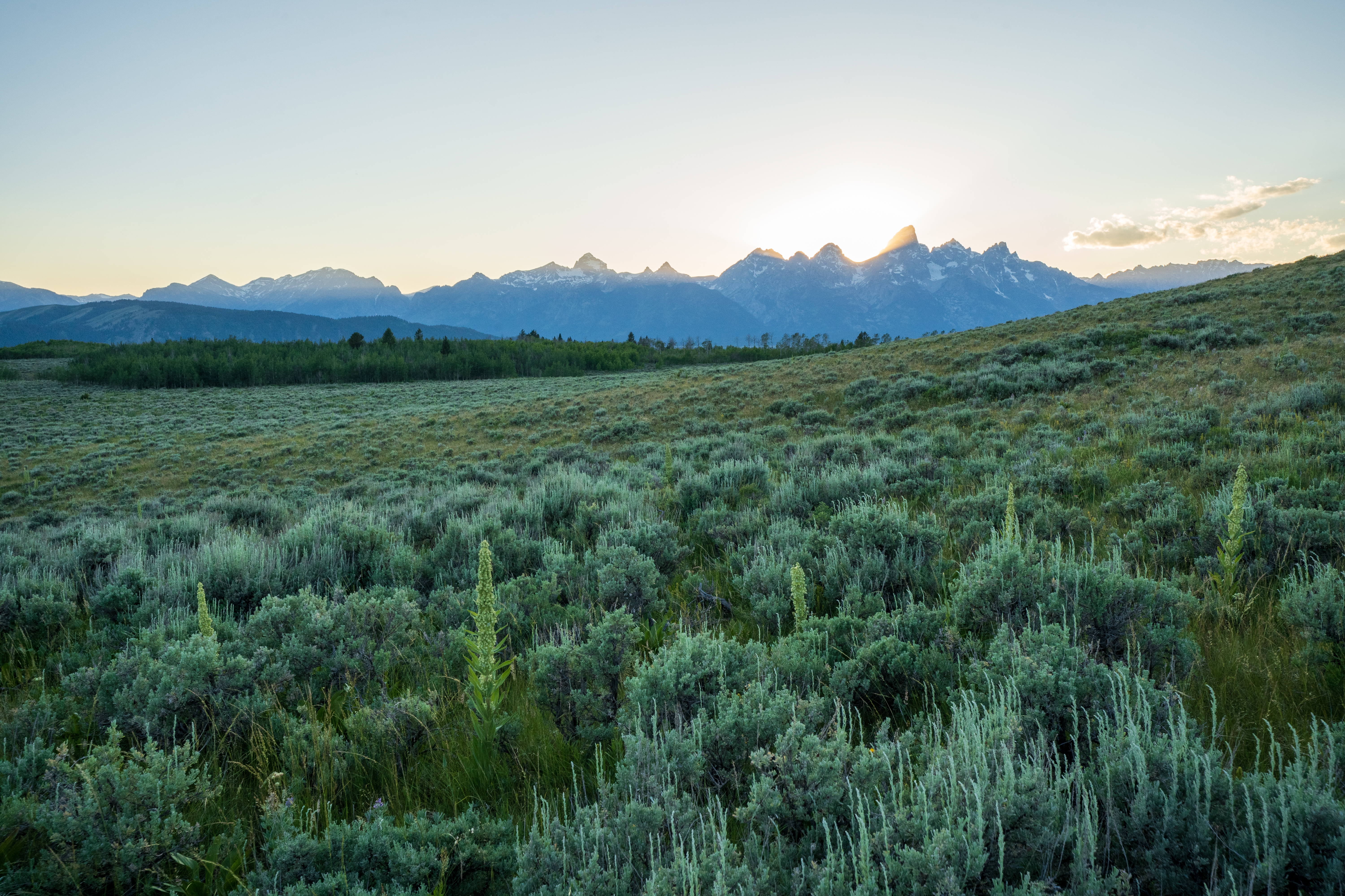 The sun rises behind large pointed mountains in the background, with a dark green grove of trees in the midground and a lighter green shrubby field in the foreground.