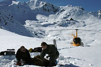 Two men collect samples from a bear in the snow while a landed helicopter waits nearby.