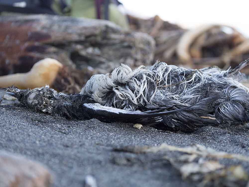 A common murre carcass lies on the beach.