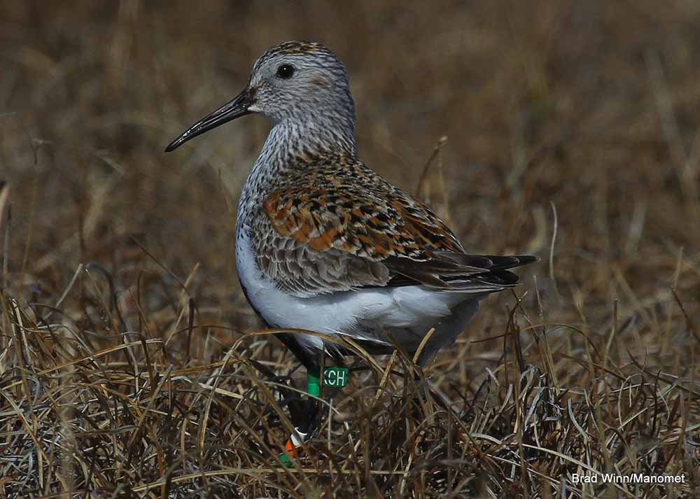 A banded Dunlin