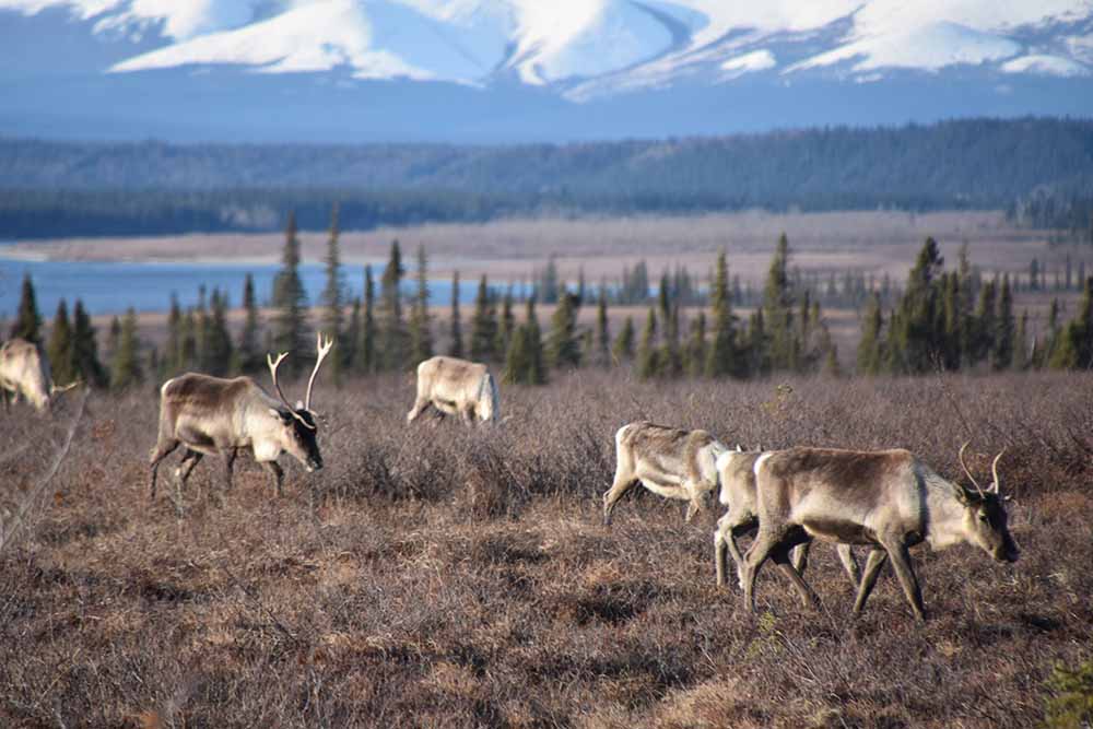 caribou in the arctic