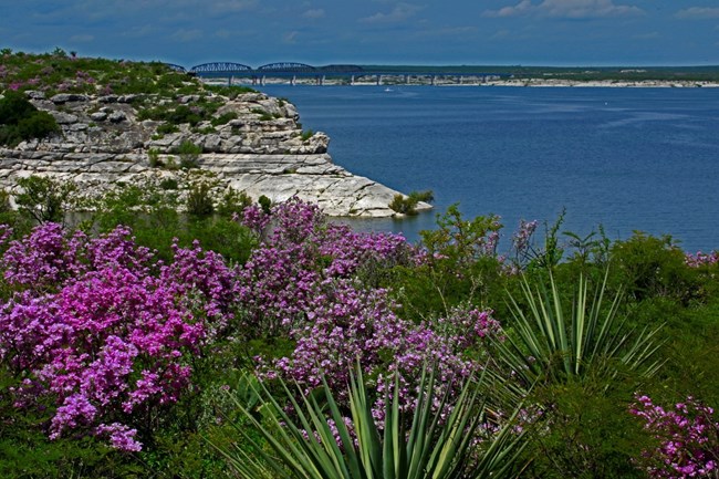 Lake with Hwy 90 bridge in background and purple cenizo flowers blooming in foreground