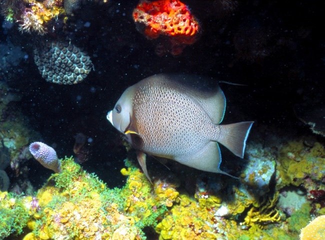 A gray angelfish swimming among red, purple, black, and green corals.