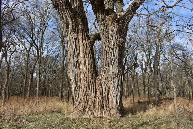 The split trunk of a large cottonwood tree dominates the foreground in a forest of smaller, bare trees.