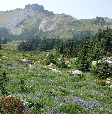 A rock outcrop on a ridge overlooks a wildflower meadow.