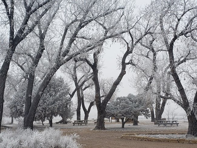 Frost covers the cottonwood trees and grass in the picnic area on a foggy day.