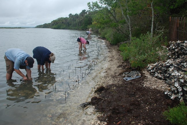 Volunteers creating a living shoreline to protect Castle Windy archeological site at Canaveral National Seashore