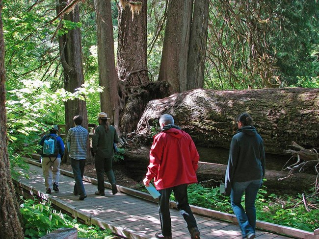 A group of people walk along a forested boardwalk trail in Mount Rainier National Park, Washington.