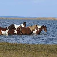 Horses walking through the water