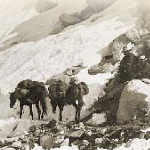 A black and white image of pack mules.