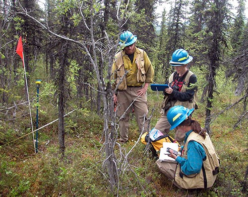 Three fire ecologists collect data outside in a forest