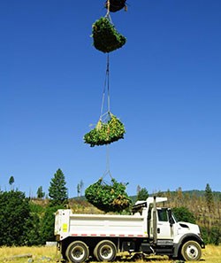 Sling loads of plant material are dropped into a dump truck from above.