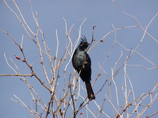 Phainopepla