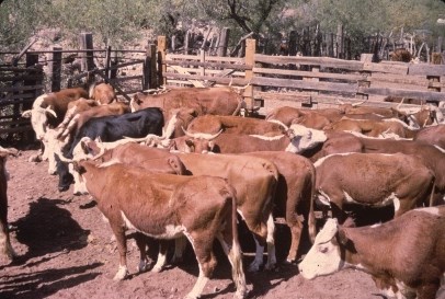 roundup of cattle in alamo canyon