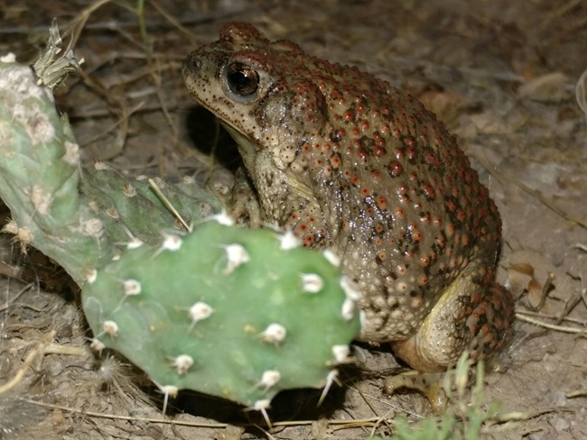 A toad next to a cactus pad. The toad is brownish with red and gray spots.