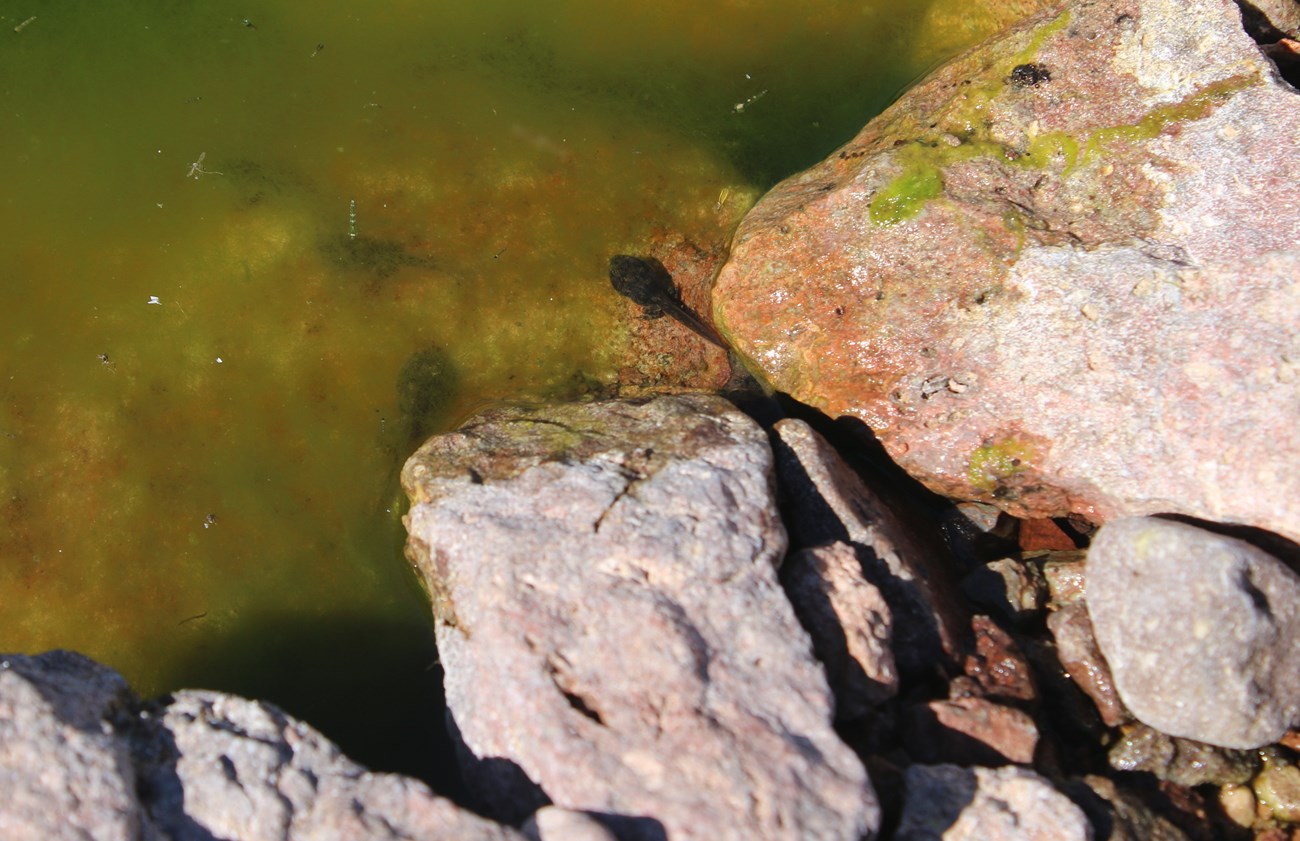 A tadpole with rear legs sits in shallow water near rocks.