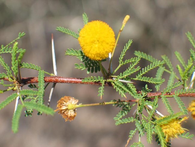 A reddishg brown branch with long, thin, white thorns. The branch also has green leaflets arranged in several pairs along a stem, and yellow, pom-pom shaped flowering bodies.