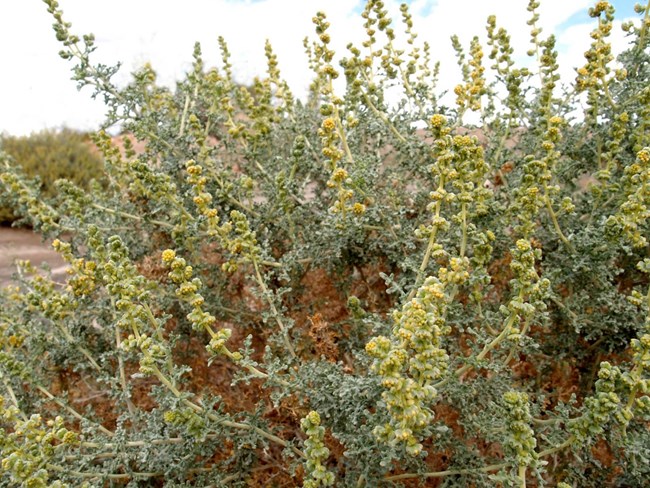 a dusky green plant with many erect stems covered in densely packed yellow buds.