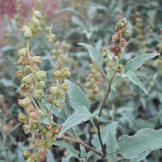 A plant with fuzzy, blue-green, triangle-shaped leaves. Long stems hold mottled light green and red, drooping flower buds.