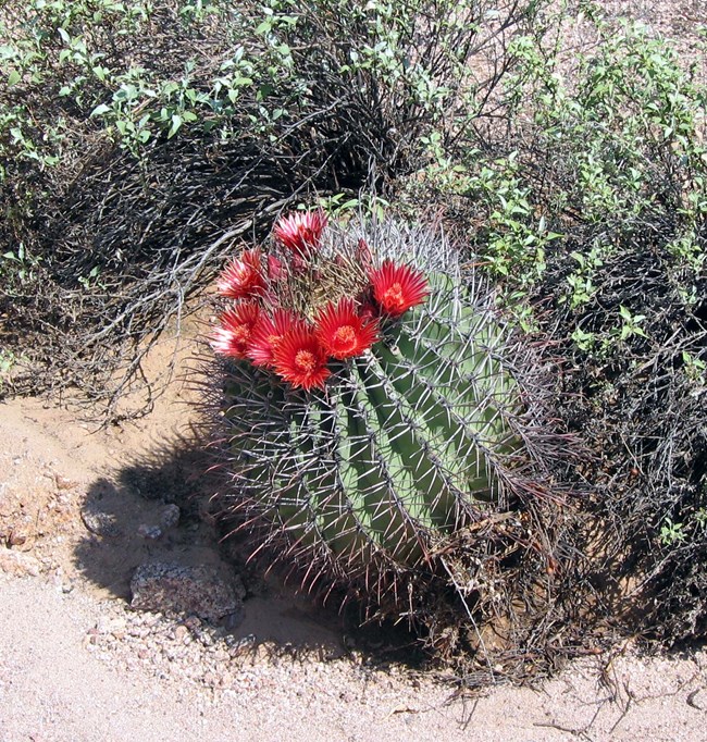 A barrel cactus grows tilted, with thick hook-shaped spines and red flowers on top.