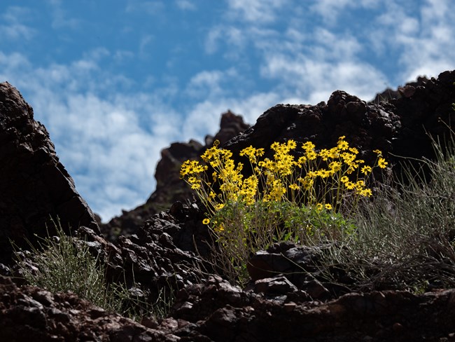 The brittlebush is pale green with bright yellow flowers.