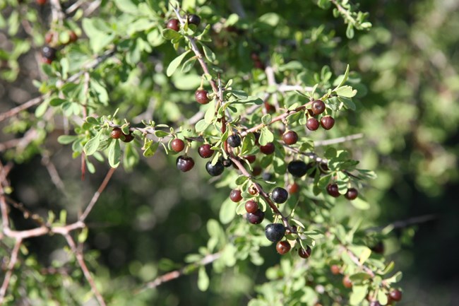 A branch of bitter condalia, with clusters of oval leaves and dark berries.
