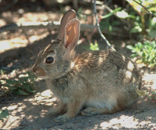 A small gray and brown cottontail rests in the shade of a shrub.